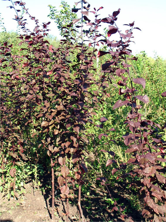  Prunus cerasifera “Nigra” (слива вишненосная красная), Зона 5а.