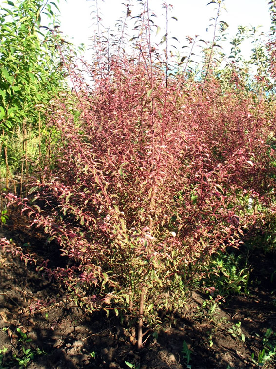 Prunus Hissei (слива Хиссеи ) Зона 6а.