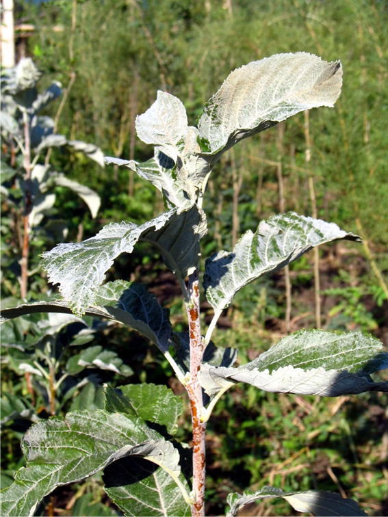 Sorbus aria “Magnifica” (рябина ария, или круглолистная), Зона 5а.