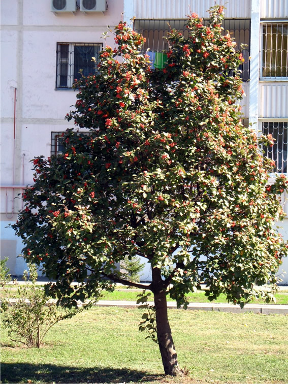  Sorbus thuringiaca “Fastigiata” (рябина тюрингская), Зона 5b.